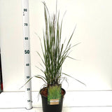 Iarba Ornamentala Karl Forster (Calamagrostis acutiflora), inflorescente bronz, eleganta si inalta, multiplu premiat