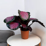 Planta Paun Crimson (Calathea Roseopicta Crimson) - 40-50 cm