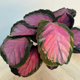 Planta Paun Crimson (Calathea Roseopicta Crimson) - 40-50 cm