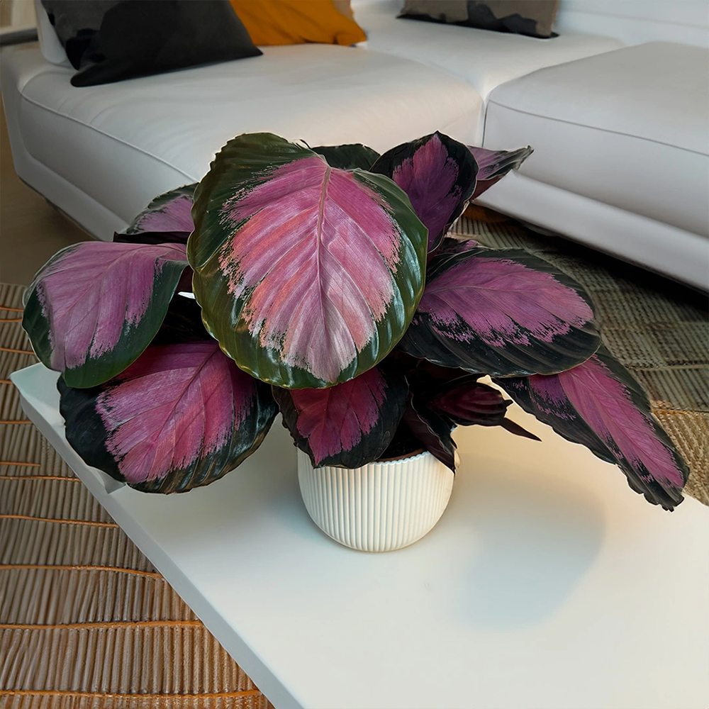 Planta Paun Crimson (Calathea Roseopicta Crimson) - 40-50 cm