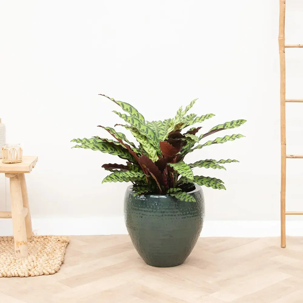 Молещото се растение Calathea Insignis (Lancifolia) с вълнообразни листа и екзотичен десен – 100 см
