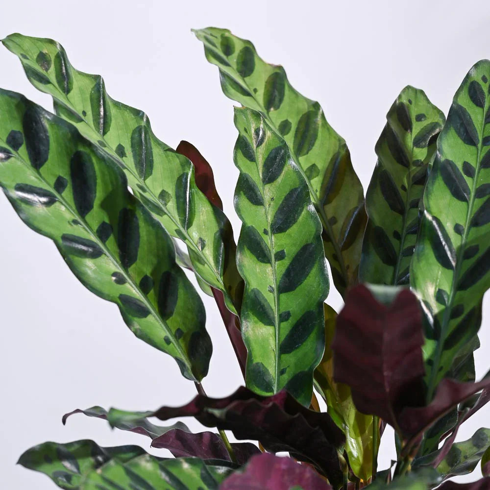Молещото се растение Calathea Insignis (Lancifolia) с вълнообразни листа и екзотичен десен – 100 см