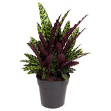 Молещото се растение Calathea Insignis (Lancifolia) с вълнообразни листа и екзотичен десен – 100 см