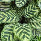 Calathea Makoyana - 80 cm