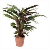 Молещо се растение, Калатея Rufibarba, 100 см, с кадифени листа, стайно