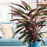 Молещо се растение, Калатея Rufibarba, 100 см, с кадифени листа, стайно