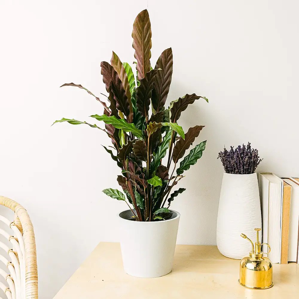 Молещо се растение, Калатея Rufibarba, 100 см, с кадифени листа, стайно