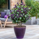 Callicarpa Bodinieri Profusion, Callicarpa Bodinieri Profusion arbust decorativ cu fructe violet-roz, rezistent la ger, crestere rapida
