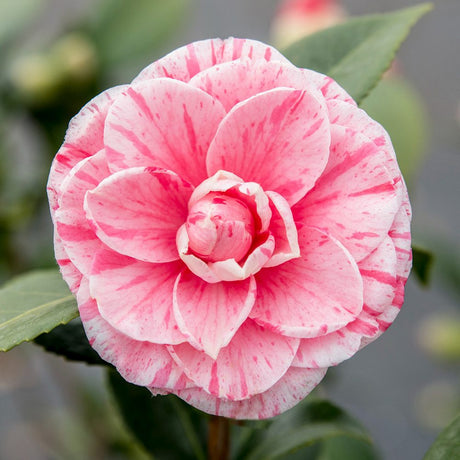 Black Friday - Reduceri Trandafir Japonez Camellia Bonomiana, cu flori roz Promotie