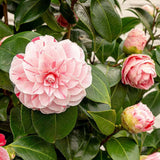 Trandafir Japonez Camellia Bonomiana, cu flori roz