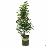 Trandafir Japonez Camellia Nuccio's Pearl, cu flori roz duble, vesnic verde, inflorire primavara martie-aprilie