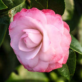 Trandafir Japonez Camellia Nuccio's Pearl, cu flori roz duble, vesnic verde, inflorire primavara martie-aprilie
