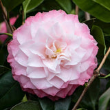 Trandafir Japonez Camellia Nuccio's Pearl, cu flori roz duble, vesnic verde, inflorire primavara martie-aprilie