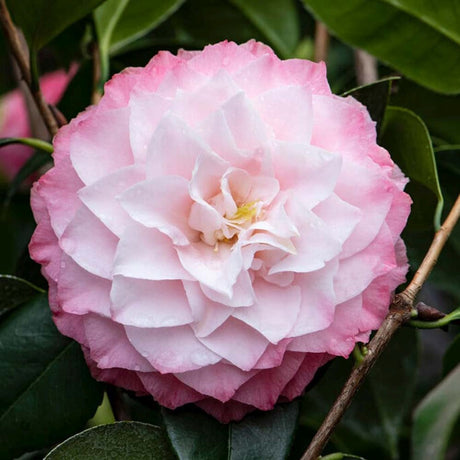 Trandafir Japonez Camellia Nuccio's Pearl, cu flori roz duble, vesnic verde, inflorire primavara martie-aprilie