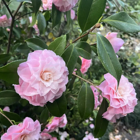 Trandafir Japonez Camellia Nuccio's Pearl, cu flori roz duble, vesnic verde, inflorire primavara martie-aprilie