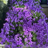 Камбанка (Campanula) Intense Purple, многогодишно растение с виолетови цветове, дълъг цъфтеж, студоустойчиво