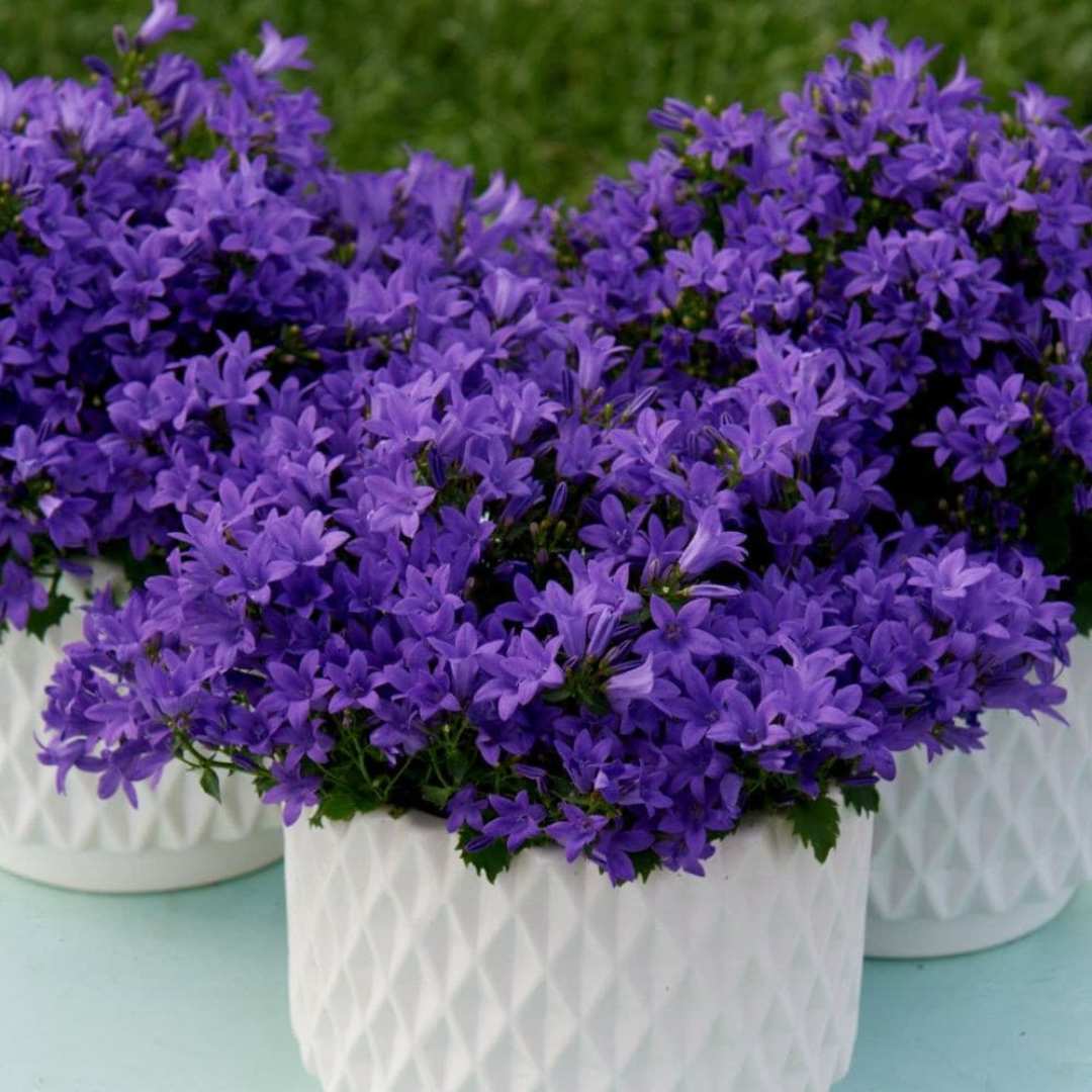 Камбанка (Campanula) Intense Purple, многогодишно растение с виолетови цветове, дълъг цъфтеж, студоустойчиво