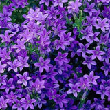 Камбанка (Campanula) Intense Purple, многогодишно растение с виолетови цветове, дълъг цъфтеж, студоустойчиво