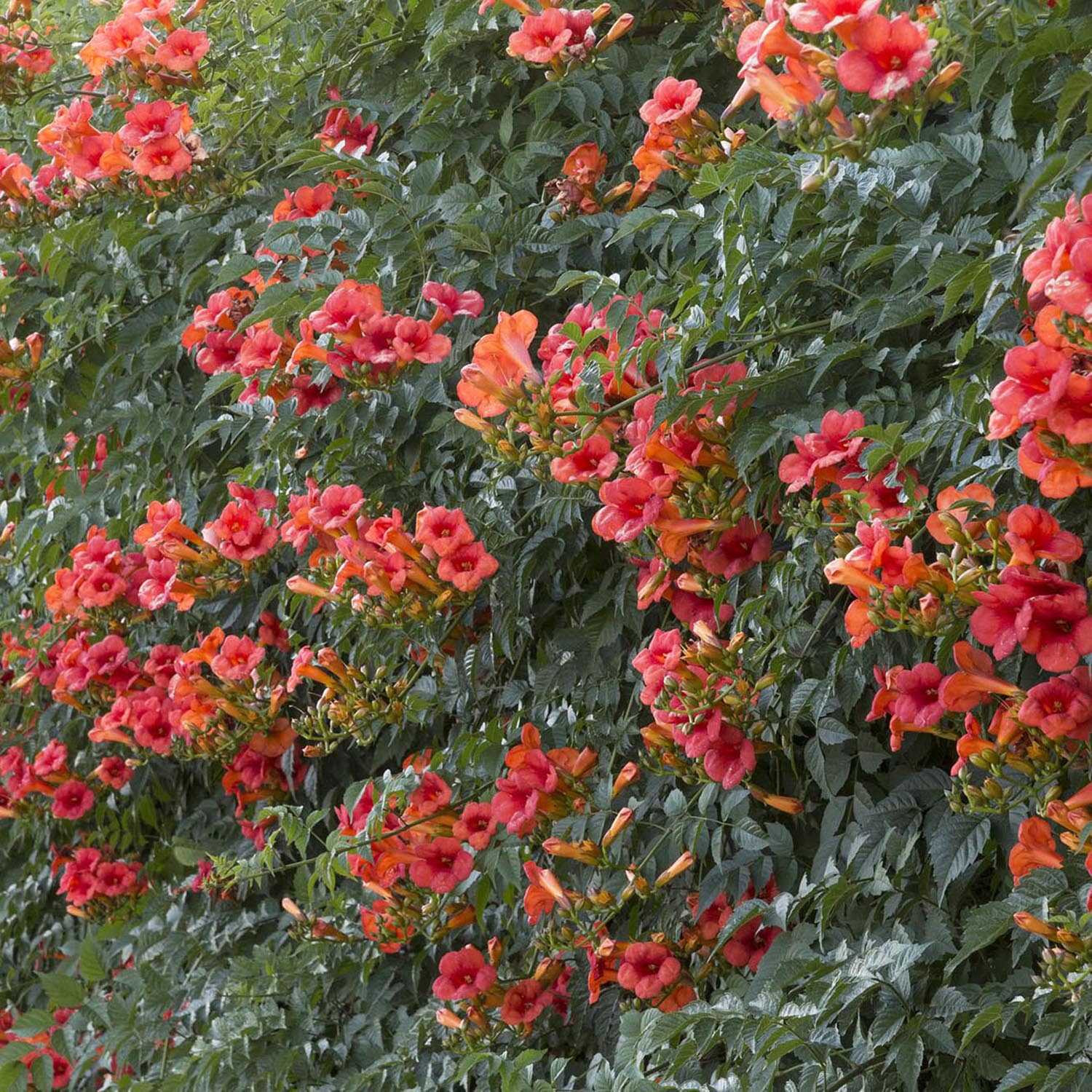 Trompeta Cataratoare, Luleaua turcului Madame Galen, cu flori somon