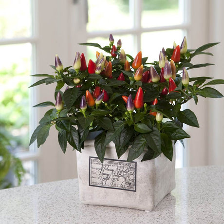 Ardei decorativ Capsicum annuum 'Acapulco', planta ornamentala cu fructe colorate, decor de vara si toamna