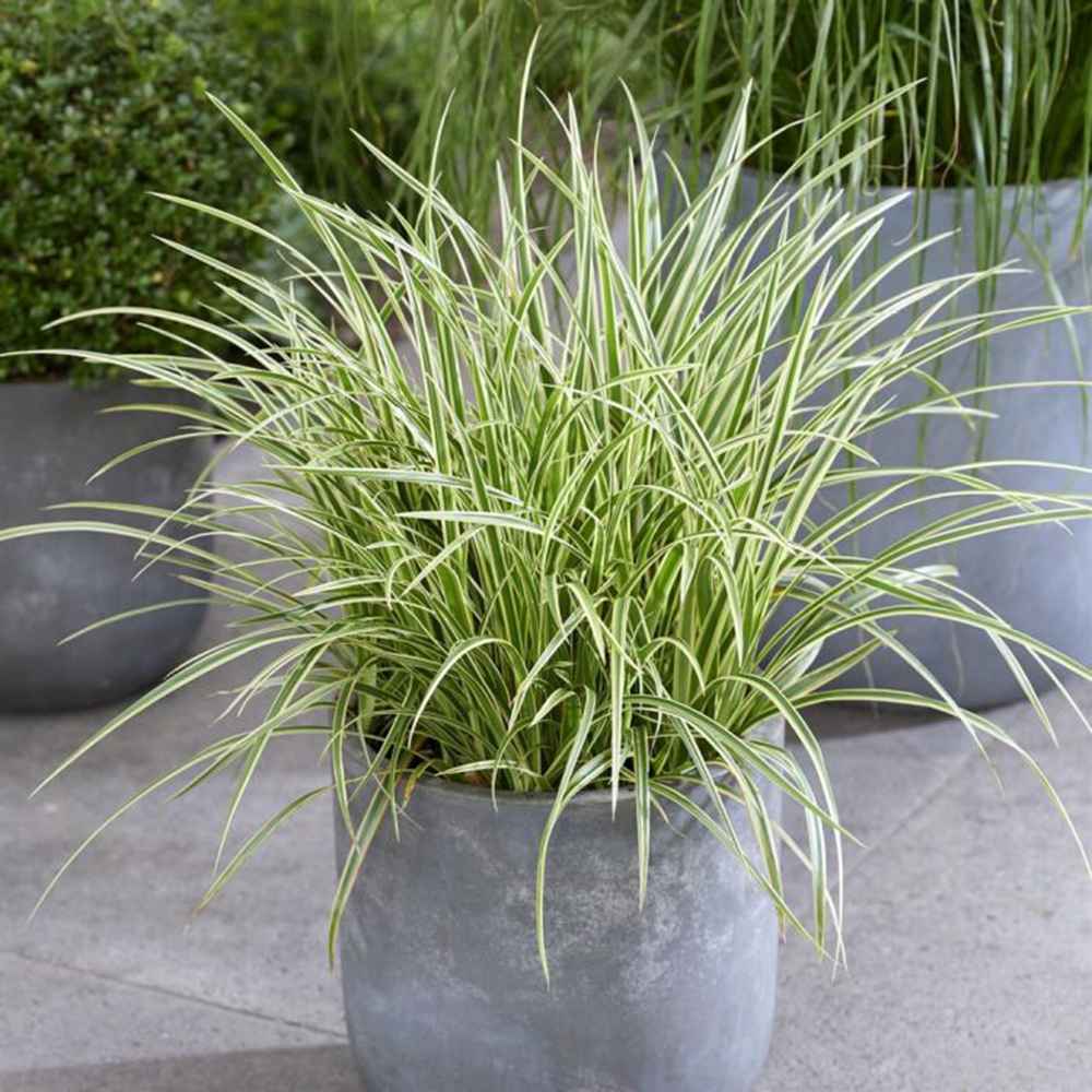 Iarba Ornamentala Carex Rogoz Goldband, perena bicolora, ideala pentru umbra si ghivece, semi vesnic verde