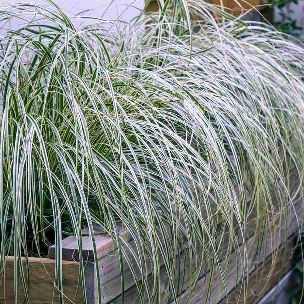 Black Friday - Reduceri Iarba Ornamentala Carex Rogoz Everest Promotie