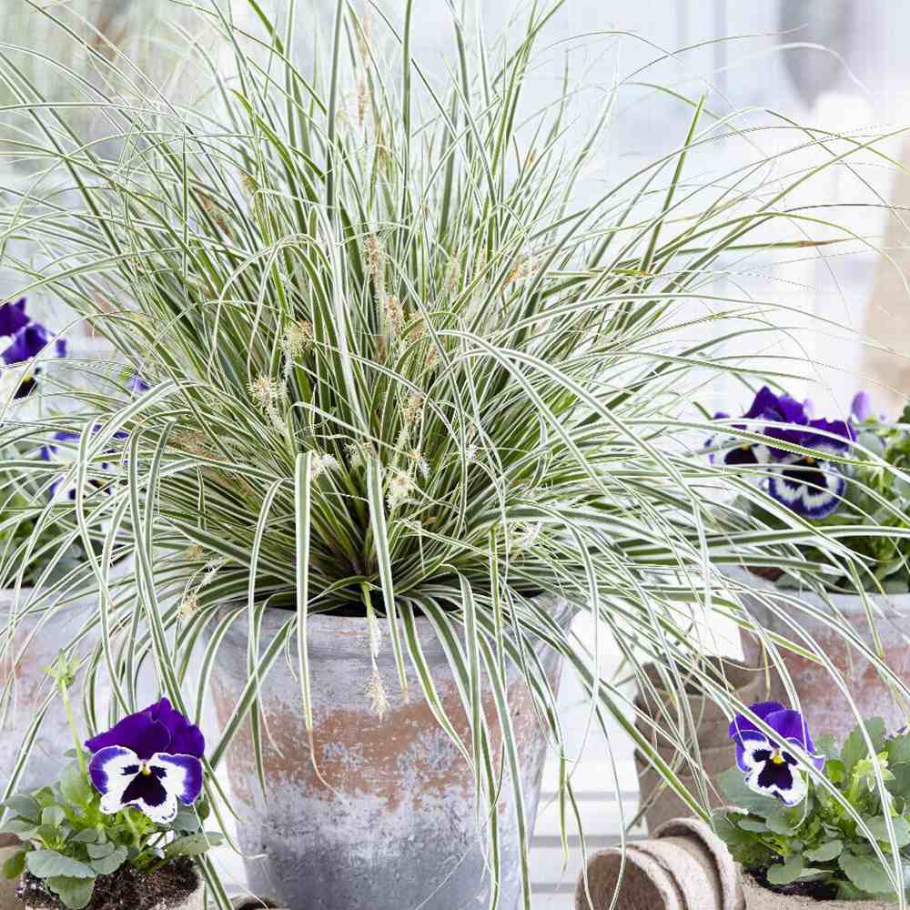 Black Friday - Reduceri Iarba Ornamentala Carex Rogoz Everest Promotie