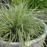 Black Friday - Reduceri Iarba Ornamentala Carex Rogoz Everest Promotie