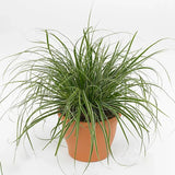 Iarba Ornamentala Carex Rogoz Evergreen, iarba ornamentala vesnic verde, decor pentru umbra