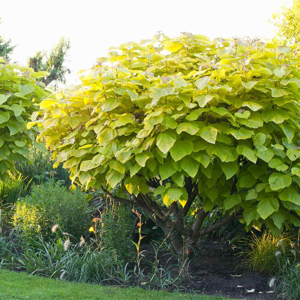 Catalpa Nana Globulara Auriu (Arbore Trompeta)