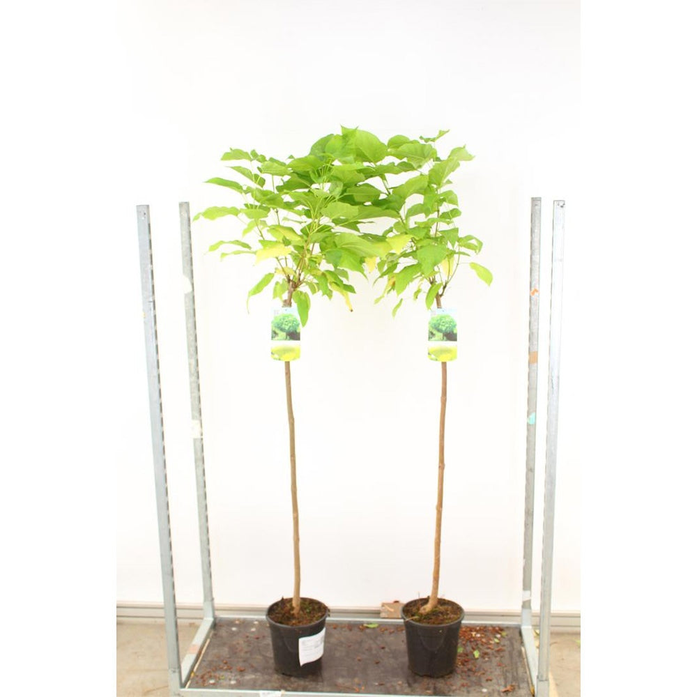 Catalpa Nana Globulara (Arbore Trompeta), copac decorativ, coroana densa, ideal pentru gradini si alei