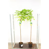 Catalpa Nana Globulara (Arbore Trompeta), copac decorativ, coroana densa, ideal pentru gradini si alei