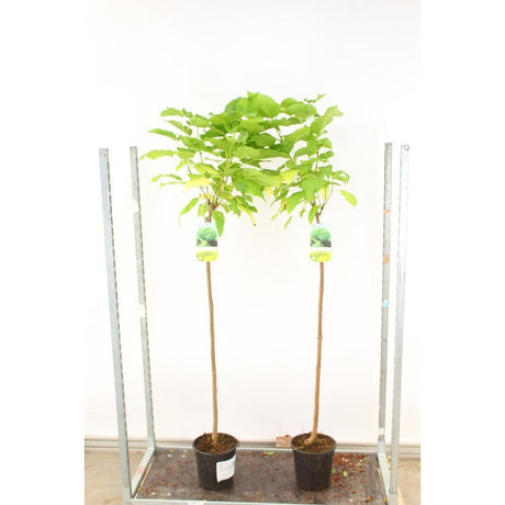 Catalpa Nana Globulara (Arbore Trompeta), copac decorativ, coroana densa, ideal pentru gradini si alei