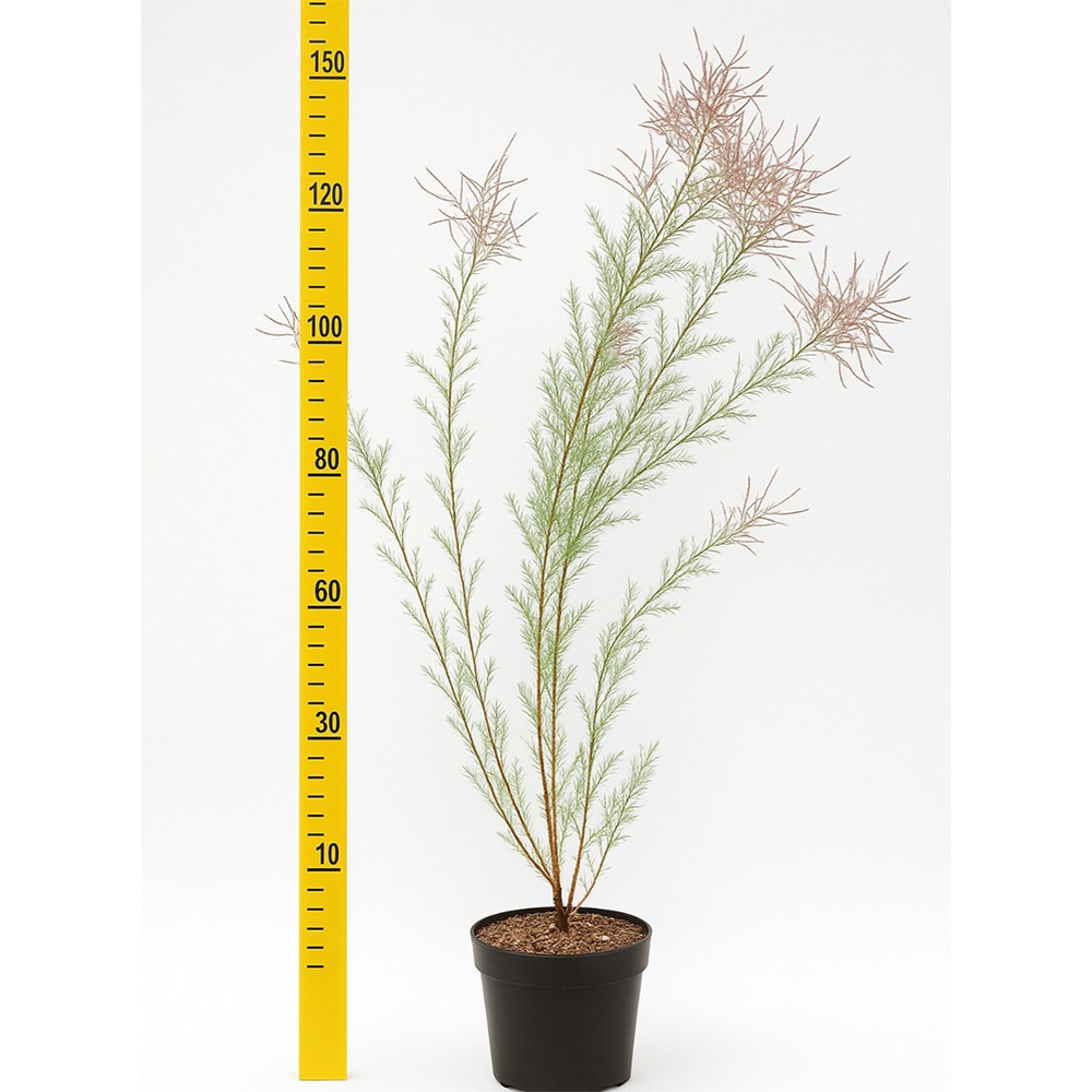 Розова тамарикса (Tamarix Tetrandra) Pink Cascade, декоративен храст, устойчив на суша и студ