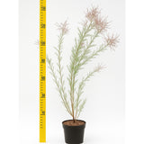 Розова тамарикса (Tamarix Tetrandra) Pink Cascade, декоративен храст, устойчив на суша и студ