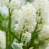 Люляк калифорнийски (Ceanothus) Millerton Point – вечнозелен храст със сини цветове