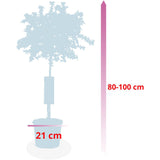 Калифорнийски люляк дървовиден Victoria (Ceanothus), сини цветове, вечнозелен