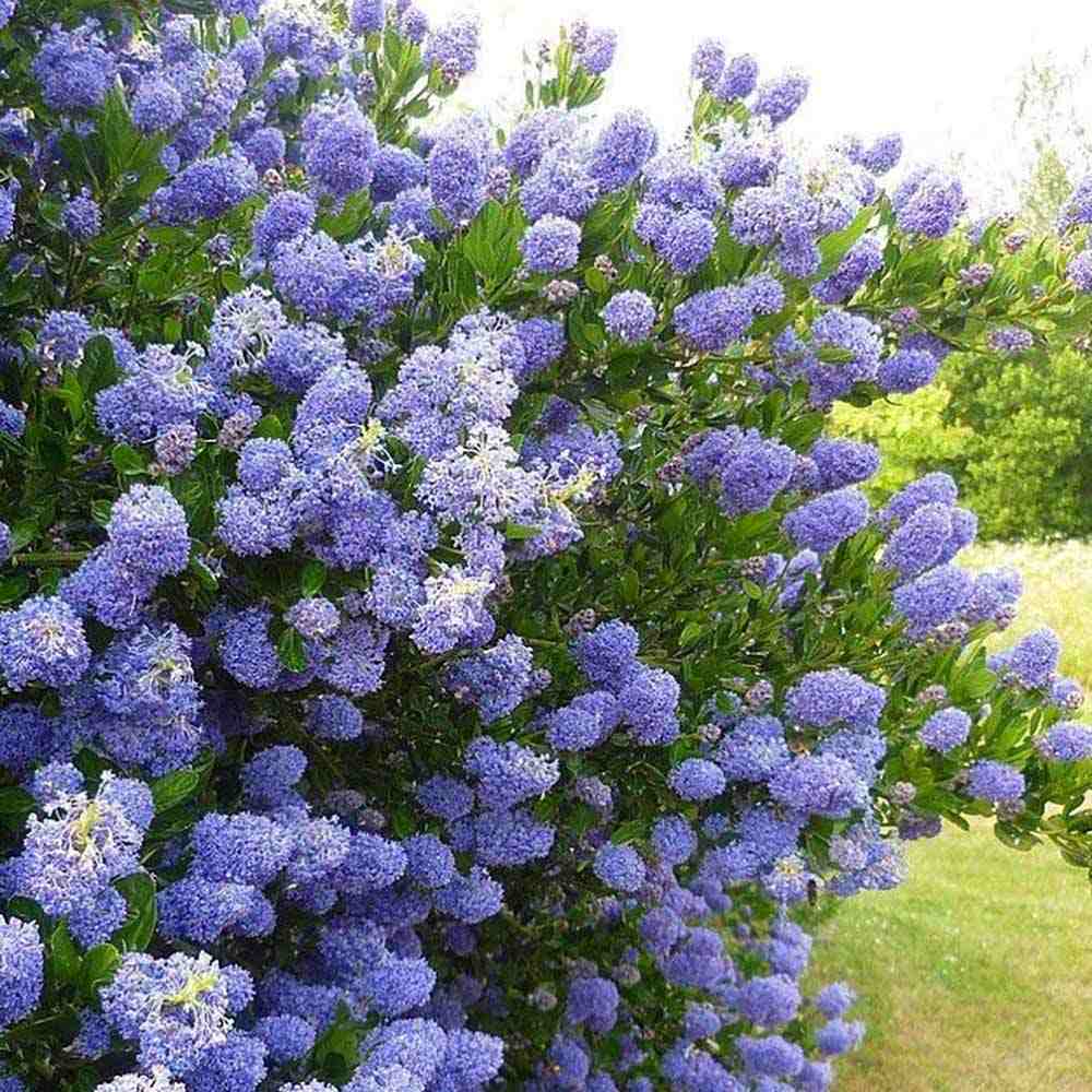 Black Friday - Reduceri Liliac albastru californian vesnic verde (Ceanothus Thyrsiflorus Repens) Promotie