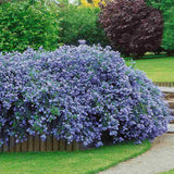 Black Friday - Reduceri Liliac albastru californian vesnic verde (Ceanothus Thyrsiflorus Repens) Promotie