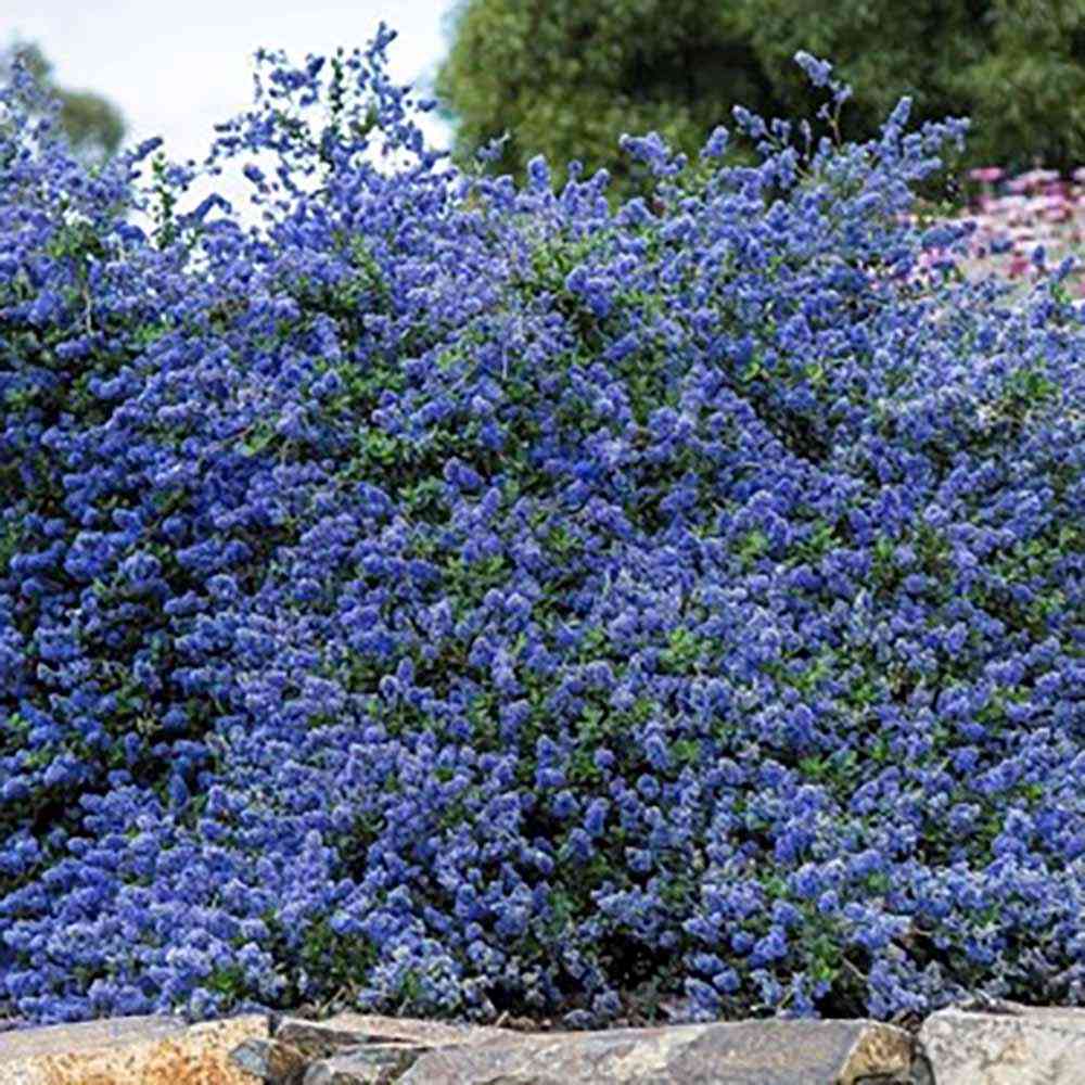 Liliac albastru californian vesnic verde (Ceanothus Thyrsiflorus Repens)