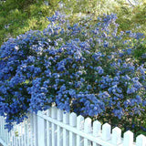 Liliac albastru californian vesnic verde (Ceanothus Thyrsiflorus Repens)