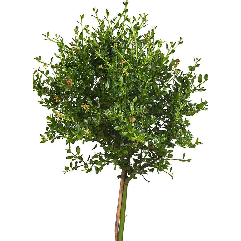 Калифорнийски люляк дървовиден Victoria (Ceanothus), сини цветове, вечнозелен