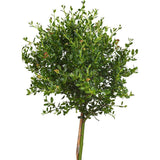 Калифорнийски люляк дървовиден Victoria (Ceanothus), сини цветове, вечнозелен