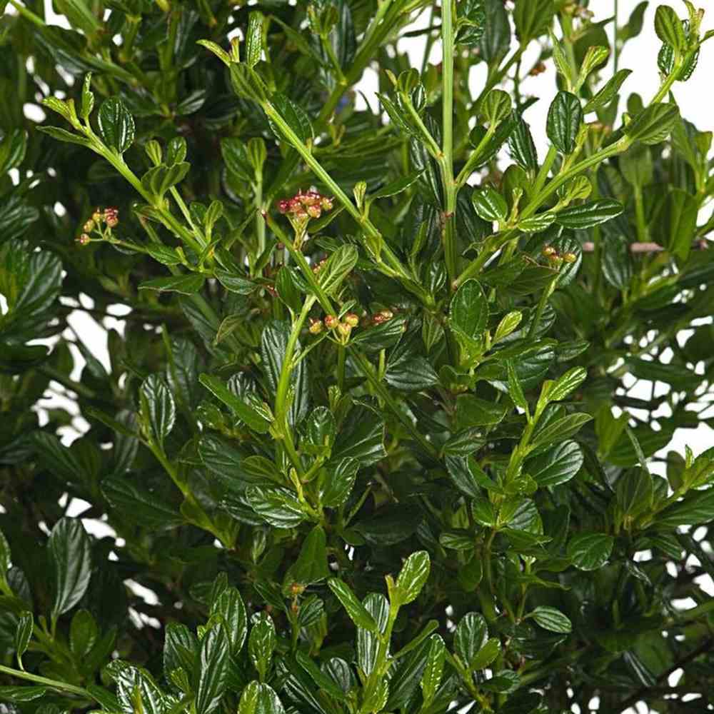 Калифорнийски люляк дървовиден Victoria (Ceanothus), сини цветове, вечнозелен