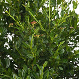 Калифорнийски люляк дървовиден Victoria (Ceanothus), сини цветове, вечнозелен