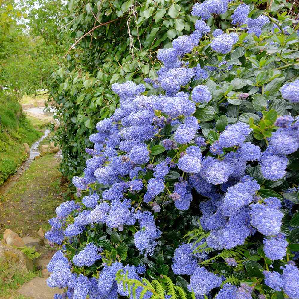 Black Friday - Reduceri Liliac albastru californian vesnic verde (Ceanothus Thyrsiflorus Repens) Promotie