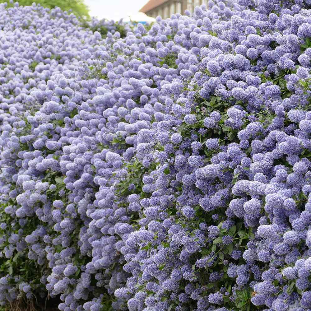 Black Friday - Reduceri Liliac albastru californian vesnic verde (Ceanothus Thyrsiflorus Repens) Promotie