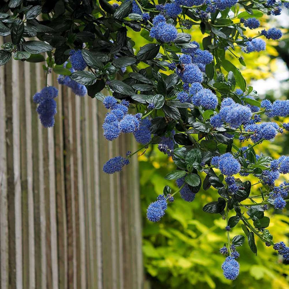 Liliac albastru californian vesnic verde (Ceanothus Thyrsiflorus Repens)