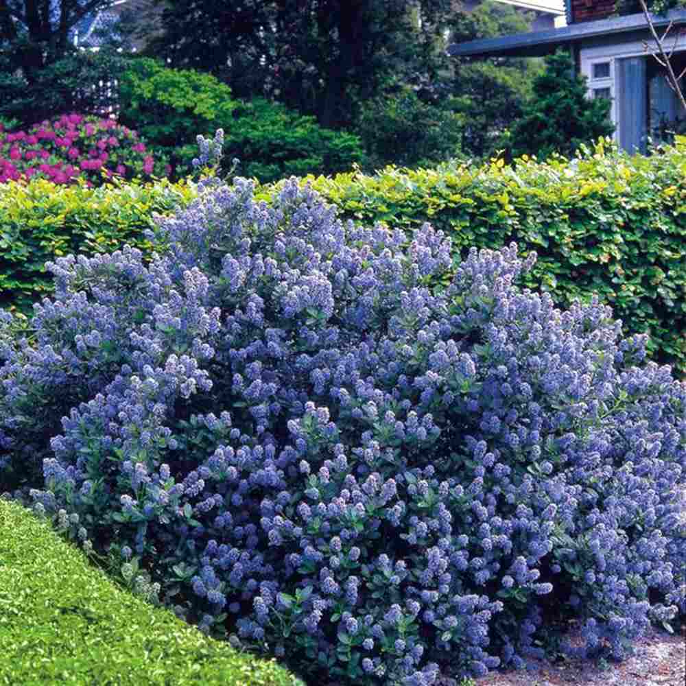 Liliac albastru californian Yankee Point (Ceanothus Impressus), arbust decorativ cu flori albastre pentru gradina, gard viu sau planta solitara