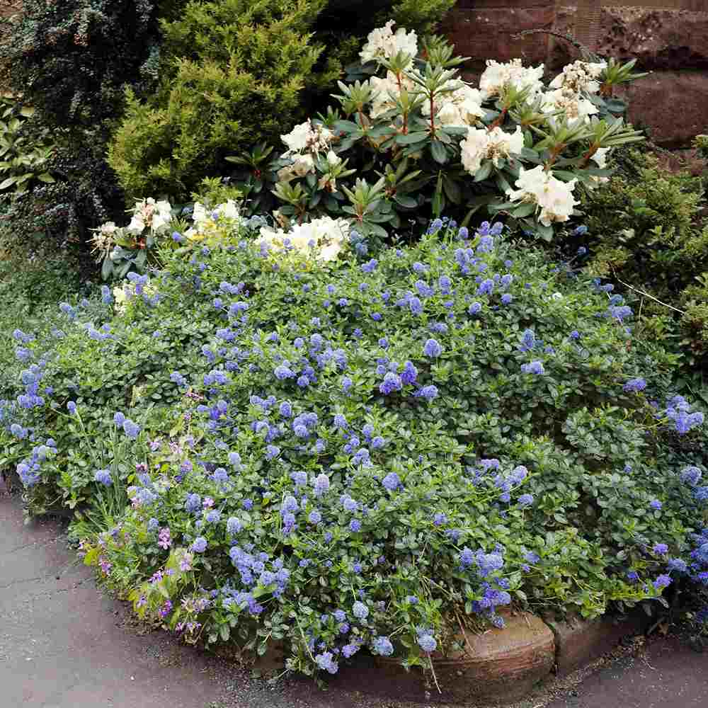 Liliac albastru californian Yankee Point (Ceanothus Impressus), arbust decorativ cu flori albastre pentru gradina, gard viu sau planta solitara